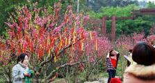 桃花树下的节日攻略（欢度春天的花海盛宴）